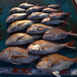 アジアマリンサービス 釣果