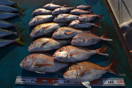 アジアマリンサービス 釣果