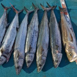 アジアマリンサービス 釣果