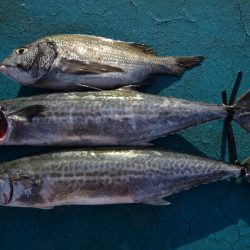 アジアマリンサービス 釣果
