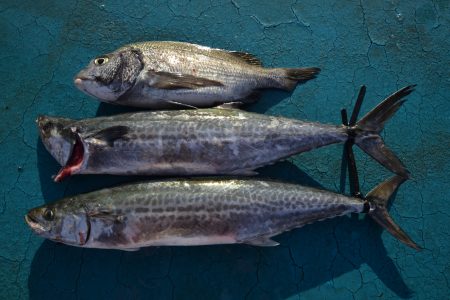 アジアマリンサービス 釣果