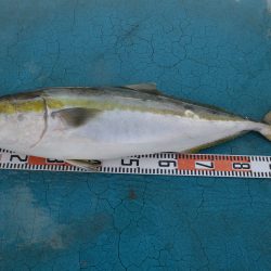 アジアマリンサービス 釣果