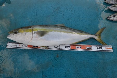 アジアマリンサービス 釣果