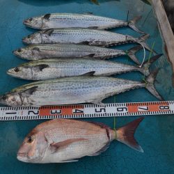 アジアマリンサービス 釣果