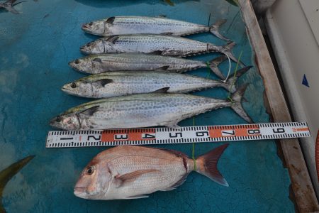 アジアマリンサービス 釣果