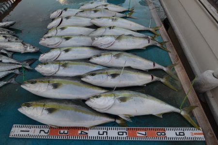 アジアマリンサービス 釣果