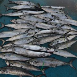 アジアマリンサービス 釣果