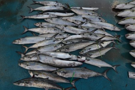アジアマリンサービス 釣果