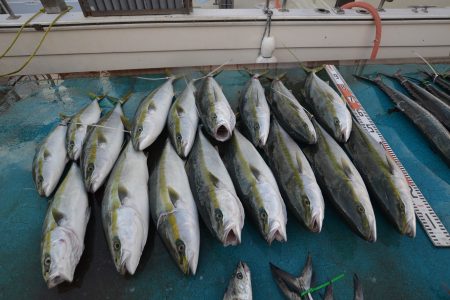 アジアマリンサービス 釣果