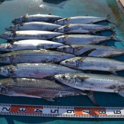 アジアマリンサービス 釣果