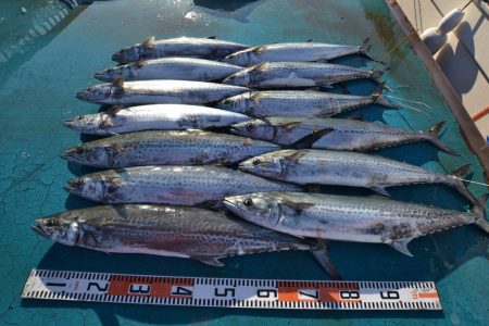 アジアマリンサービス 釣果