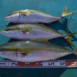 アジアマリンサービス 釣果