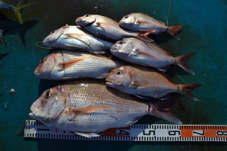 アジアマリンサービス 釣果