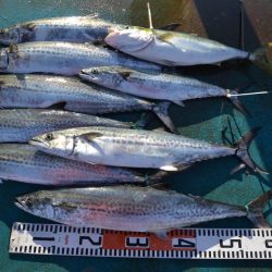 アジアマリンサービス 釣果