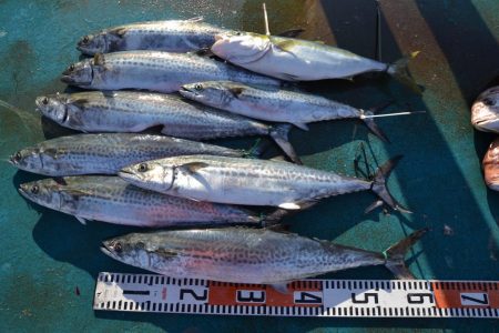 アジアマリンサービス 釣果