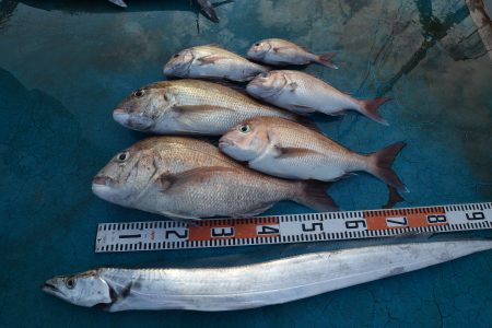 アジアマリンサービス 釣果