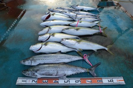 アジアマリンサービス 釣果