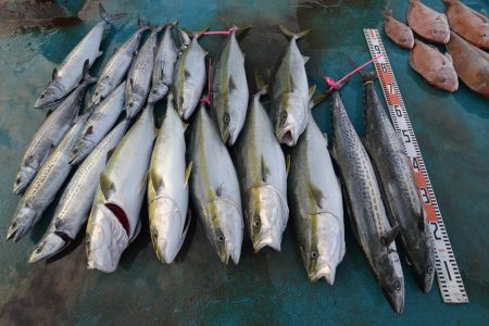 アジアマリンサービス 釣果