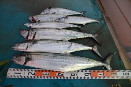 アジアマリンサービス 釣果