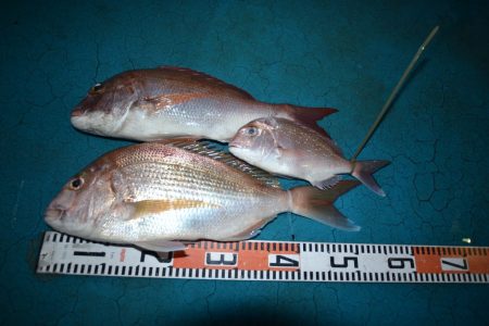 アジアマリンサービス 釣果