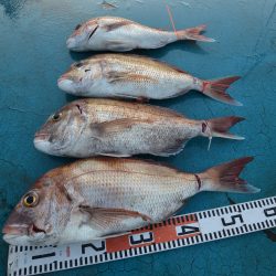 アジアマリンサービス 釣果