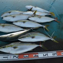 アジアマリンサービス 釣果