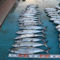 アジアマリンサービス 釣果