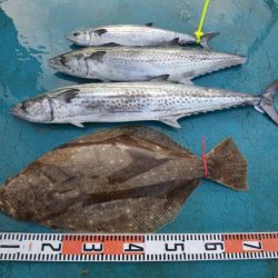 アジアマリンサービス 釣果