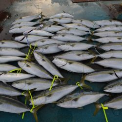 アジアマリンサービス 釣果