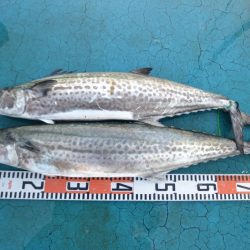 アジアマリンサービス 釣果