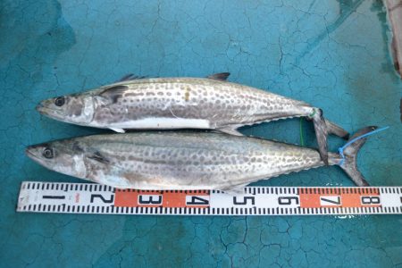 アジアマリンサービス 釣果