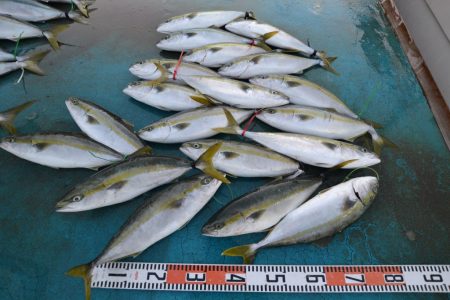 アジアマリンサービス 釣果