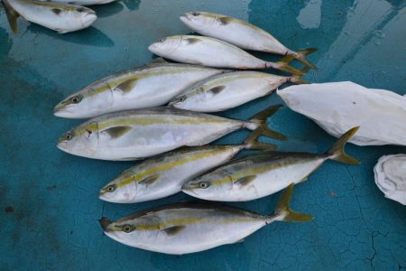 アジアマリンサービス 釣果