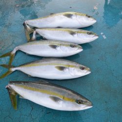 アジアマリンサービス 釣果