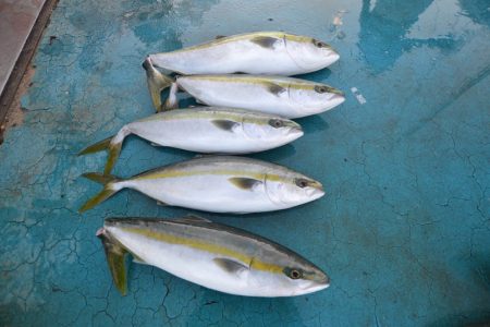 アジアマリンサービス 釣果