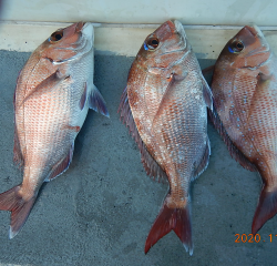 作十丸 釣果