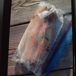 こかわ渡船　雅丸 釣果