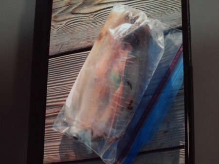 こかわ渡船　雅丸 釣果