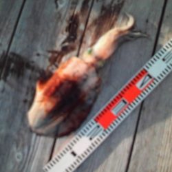 こかわ渡船　雅丸 釣果