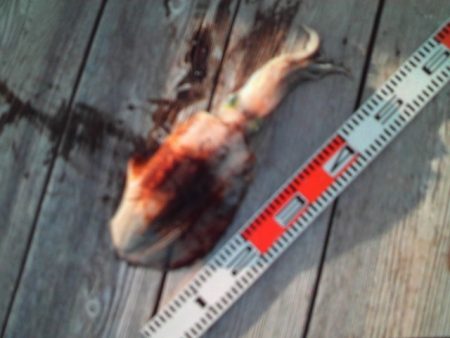 こかわ渡船　雅丸 釣果