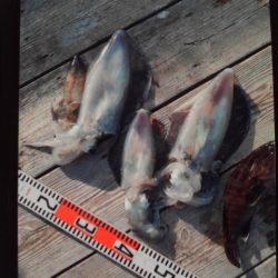 こかわ渡船 雅丸 釣果