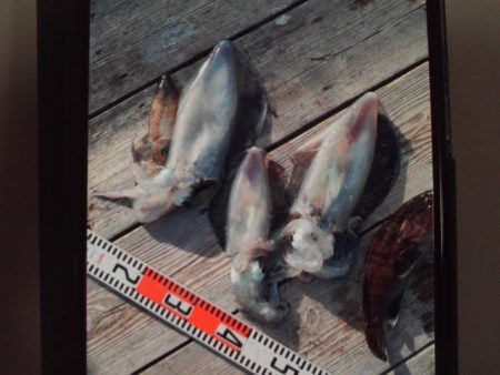 こかわ渡船　雅丸 釣果