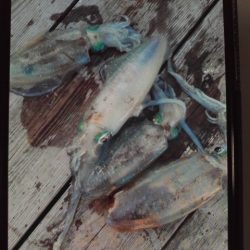 こかわ渡船　雅丸 釣果