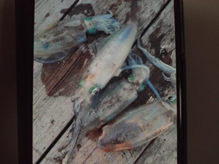 こかわ渡船　雅丸 釣果