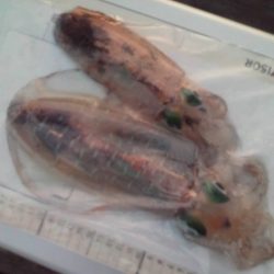 こかわ渡船　雅丸 釣果