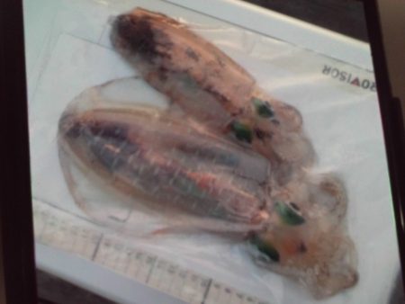 こかわ渡船　雅丸 釣果