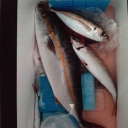 こかわ渡船　雅丸 釣果