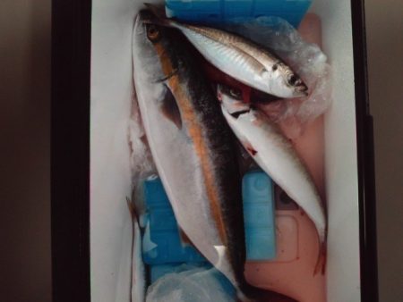 こかわ渡船　雅丸 釣果