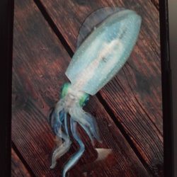 こかわ渡船　雅丸 釣果