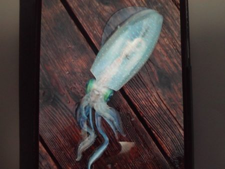 こかわ渡船　雅丸 釣果